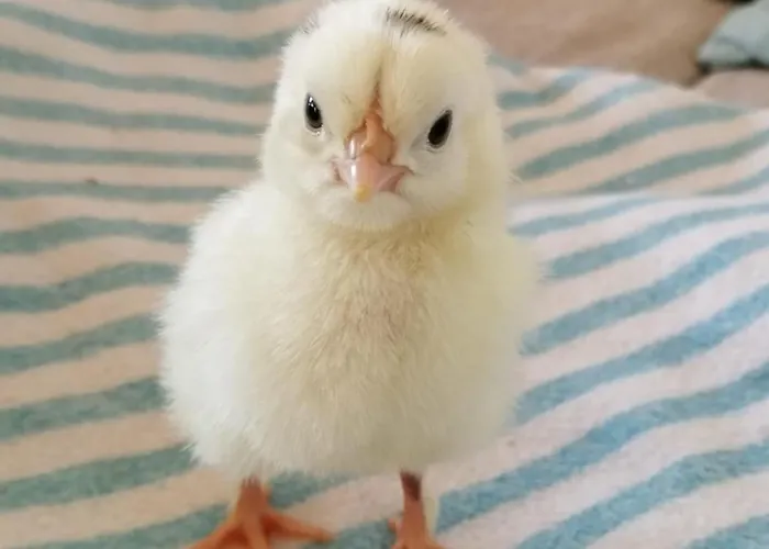 Fount De Cousteno Vakantiehuis