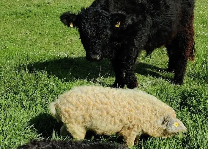 Vakantiehuis Fount De Cousteno